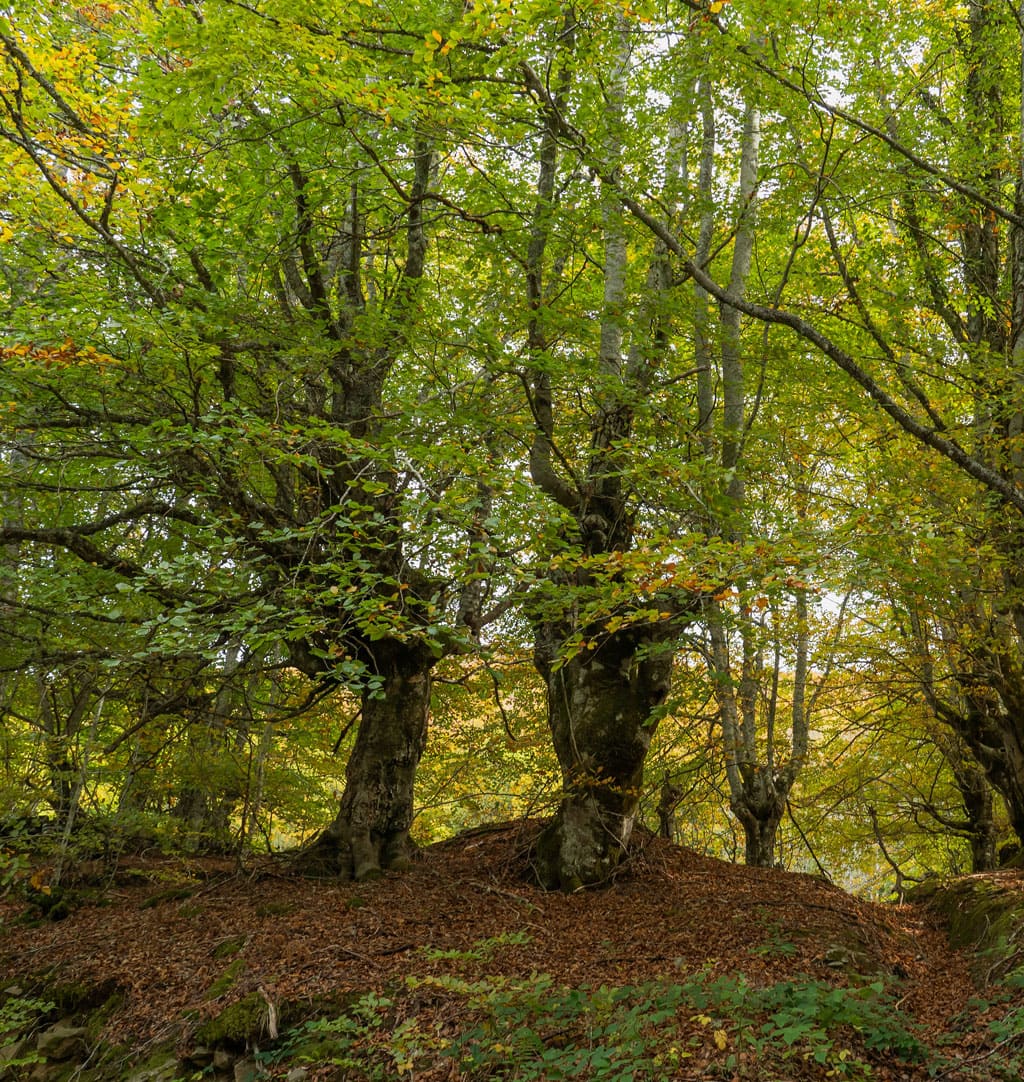Qué ofrece Asturias. Bosque asturiano